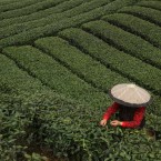 A farmer pick green tea leaves in Pujiang county in China's Sichuan province ahead of the traditional spring tea trading markets.(Photo By Zheng Duo/Color China Photo/AP Images)