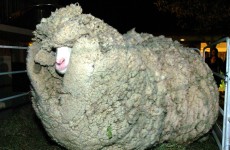 Church service to be held for New Zealand’s celebrity sheep Shrek