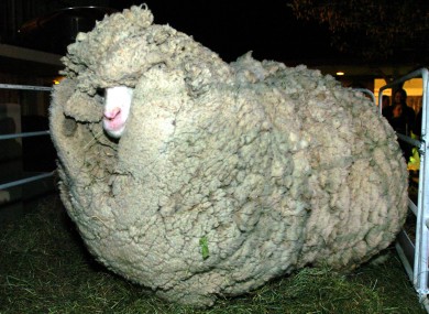 Shrek was carrying 22kg of wool when he was captured in 2004