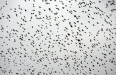 UN agency warns of potential bird flu resurgence