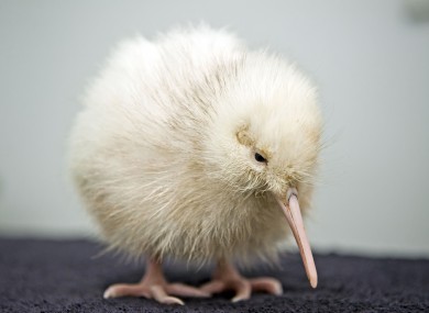 The kiwi is the national symbol for New Zealand.