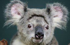 It’s Friday so here’s a slideshow of koalas from around the world