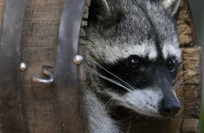 Woman could face charges after slamming dead raccoon against window