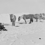 Pony camp at Greta Ice Barrier on 19 November 1911. From left: ponies Snippetts, Nobby, Michael and Jimmy Pigg. (Courtesy of Scott Polar Research Institute, University of Cambridge)