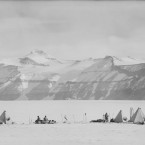 A sled team at rest, photographed by Scott on 13 December 1911. (Courtesy of Scott Polar Research Institute, University of Cambridge)