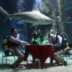 (*They're not really dangerous.) Aquarists at The Sea Life London Aquarium hold a tea party in the Pacific Reef Display shark tank to challenge the perception of them as monsters of the sea. Image: Lewis Whyld/PA Wire