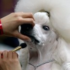 Standard poodle 'Sophie' is groomed before her showing at the event. (AP Photo/Craig Ruttle/PA Images)