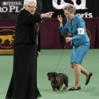 Handler Cheri Koppenhaver, right, reacts after judge Patricia Laurans, left, declared wirehaired dachshund 'Cinders' winner of the hound group. Cinders maintains a cool and professional calm. (AP Photo/Seth Wenig/PA Images)