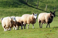 Farmers urge ‘biosecurity’ over fears UK livestock virus could reach Ireland