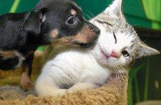 It’s Valentine’s Day, so here’s a slideshow of animals in love