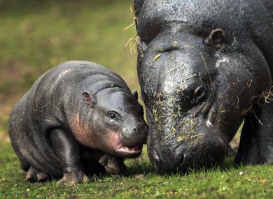 Eve a new baby Pygmy Hippo takes a first look at it's outside pen with her mother at Edinburgh Zoo today.