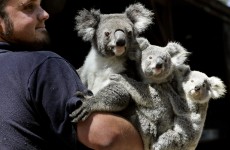 Koalas listed as ‘vulnerable’ in parts of Australia