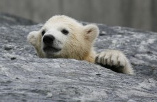 It’s Friday, so here’s a slideshow of baby polar bears from around the world