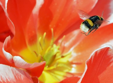 Bombus subterraneus to make a return to UK countryside