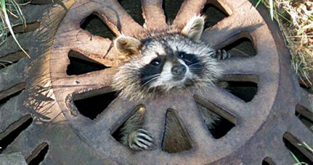‘Help I’m Stuck’ Pic of the Day
