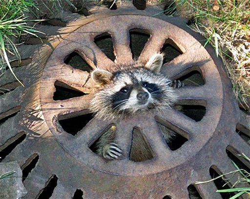Baby Raccoon