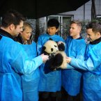 Or when they posed with a Panda on a visit to China?