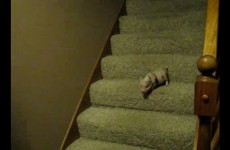 Piglet Versus Stairs Video of the Day