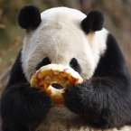 He's not sharing that doughnut with anyone, d'ya hear? (AP Photo/Jose Luis Magana)