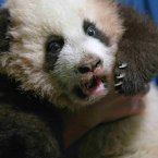 Our photo source caption says the panda was looking at actor Jack Black when this was taken. (AP Photo/David Goldman)