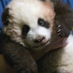 Baby! This panda is just three-months old.  (AP Photo/David Goldman)