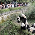 A whole Panda Family! (Photo by Wang Xiwei/ChinaFotoPress)
