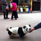 This dog don't fool us (but it's still cute). (Photo by Ning Feng/HSB/ChinaFotoPress)