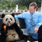 Another day, another politician: Jeremy Browne poses with a giant panda at BiFeng Gorge Base of China Panda-protection Research Centre in 2011.(Photo by Gudao/ChinaFotoPress) 
