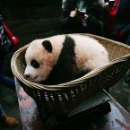 Panda in a basket! (Photo by Zou Fei/CQSB/ChinaFotoPress)