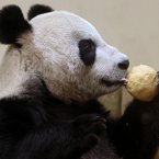 An extra helping of panda cake for Tian Tian last Christmas Day at Edinburgh Zoo. 