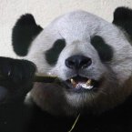 A spoonful of medicine: Yang Guang the panda was temporarily removed from public show this year after suffering from colic.