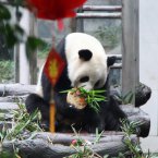 Fuzhou Wuhao eats a cake at Panda World on 15 February 15 2012 in the Fujian Province of China. The giant panda will be sent to Wolong National Nature Reserve in Sichuan Province, to mate with female pandas during breeding season. (Photo by HXDSB/ChinaFotoPress)