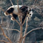 Four-year-old panda Hua Ao chills out. (Photo by Shi Liguo/ChinaFotoPress)***_***425617158