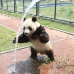 Male giant panda Hua Ao enjoys a spray down during hot weather at Yantai Zoo in the Shandong Province of China. (Photo by Feng Weizhu/ChinaFotoPress)