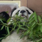 Giant panda Shuan Shuan eats bamboo in her inclosure at the Chapultepec Zoo in Mexico City. (AP Photo/Eduardo Verdugo)