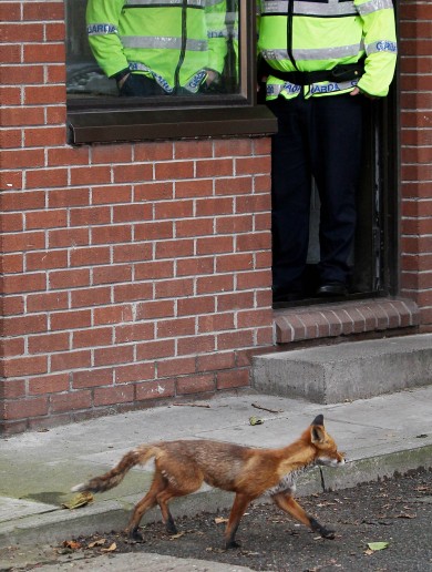 Harcourt Street Garda Station’s Visitor of the Day
