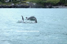 VIDEO: Cute clip of the day – dolphins having a chat