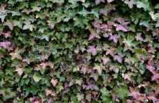 Medieval church deterioration accelerated by ivy – and Ireland’s bad weather