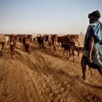 Dja Abdullah has walked 300km with his cattle in search of fresh pasture. Each day he has to kill two of the cattle for food. Like others living in the West African Sahel region of Mauritania, his community is at risk of hunger due to the lack of rain and rising food prices. Image: Pablo Tosco/Oxfam