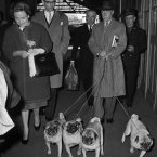 See? The Duke and Duchess of Windsor arrive at the Saint Lazare railway station in Paris on May 2, 1960, with their four French pugs. (AP Photo/Jacques Marqueton)