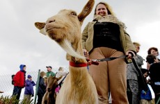 In pictures: three goats released on Howth Head
