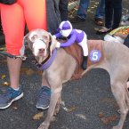 <a href=http://petsadviser.com>Petsadviser.com</a>