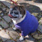 <a href=http://petsadviser.com>Petsadviser.com</a>