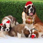 Dogs in Santa hats REALLY help productivity. (Geoff Caddick/PA Archive)
