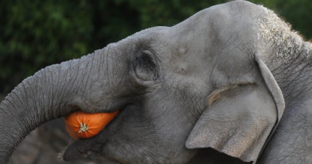 Elephants love pumpkins, here’s the evidence