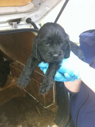 Louie was just four-weeks-old when he was rescued. Awww
