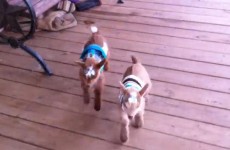 ELECTION BREAK: Goats wearing jumpers