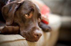 Germany tightens bestiality law – but Bill could be challenged