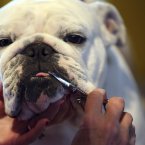 Pink a a 2 year-year-old bulldog from Texas has his teeth brushed (AP Photo/Mary Altaffer)