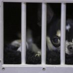 A smooth coat Chihuahua waits in his cage (AP Photo/Mary Altaffer)